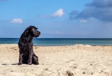 perro en la playa de barcelona