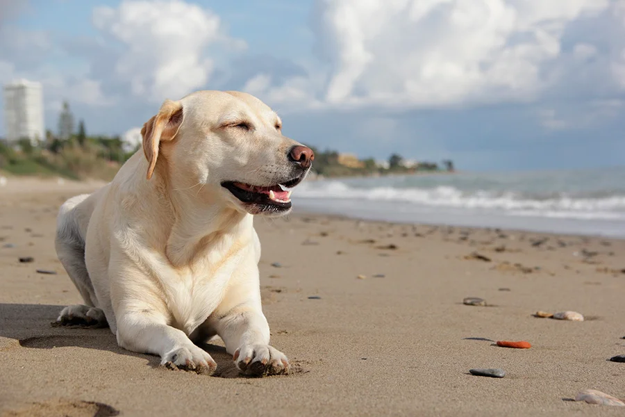 playa apta para perros en almeria