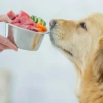 Peligros de la Dieta Barf