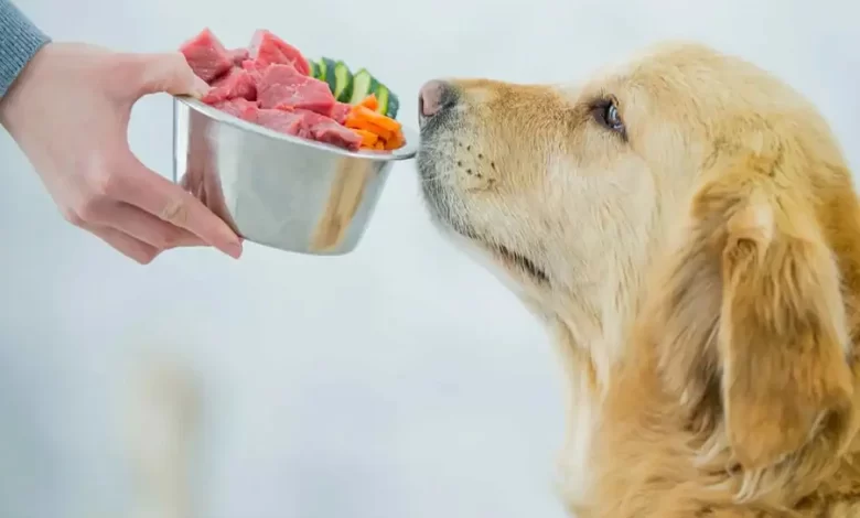 perro esperando comer comida barf