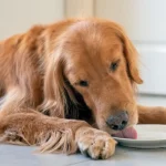perro relame su plato