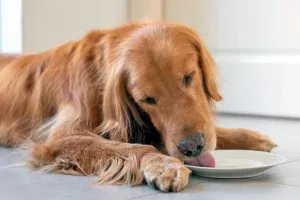 perro relame su plato