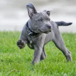 cachorro de perro