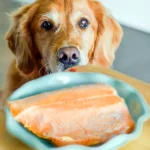 perro come salmon