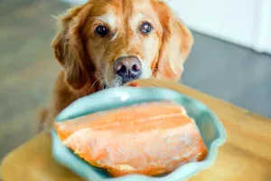perro come salmon