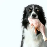 perro comiendo pollo