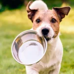 Dogfy Diet vs Natuka