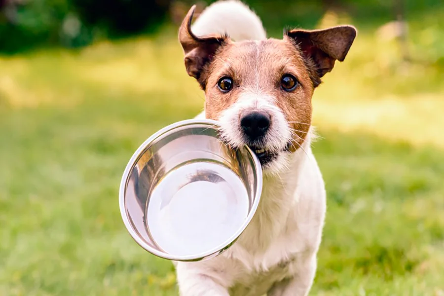 Dogfy Diet vs Natuka Barf ¿Cuál es mejor?