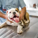 perro en veterinario