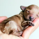 cachorro de perro