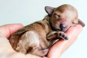 cachorro de perro