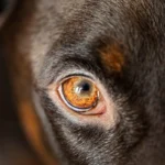 ojo de perro