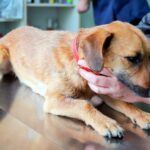 perro en revisión veterinaria