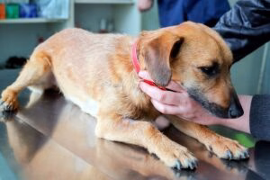 perro en revisión veterinaria