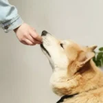 perro comiendo CBD