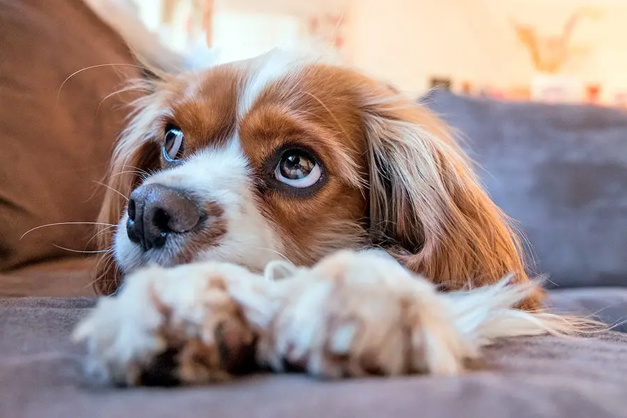 ¿Está tu perro realmente protegido contra parásitos?
