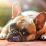 ¿Es beneficioso que mi perro tome el Sol?