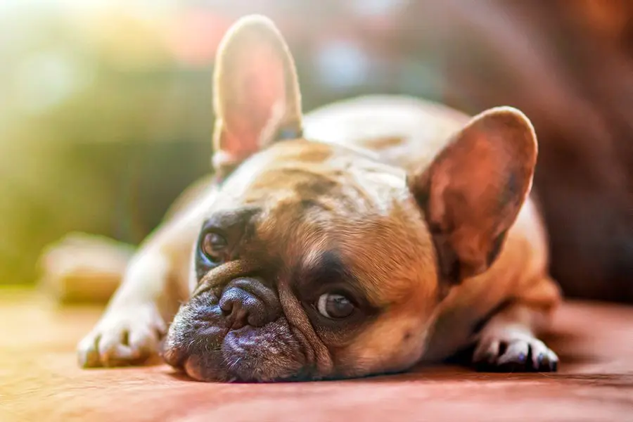 ¿Es beneficioso que mi perro tome el Sol?