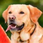 Las Frutas más refrescantes para perros en Verano