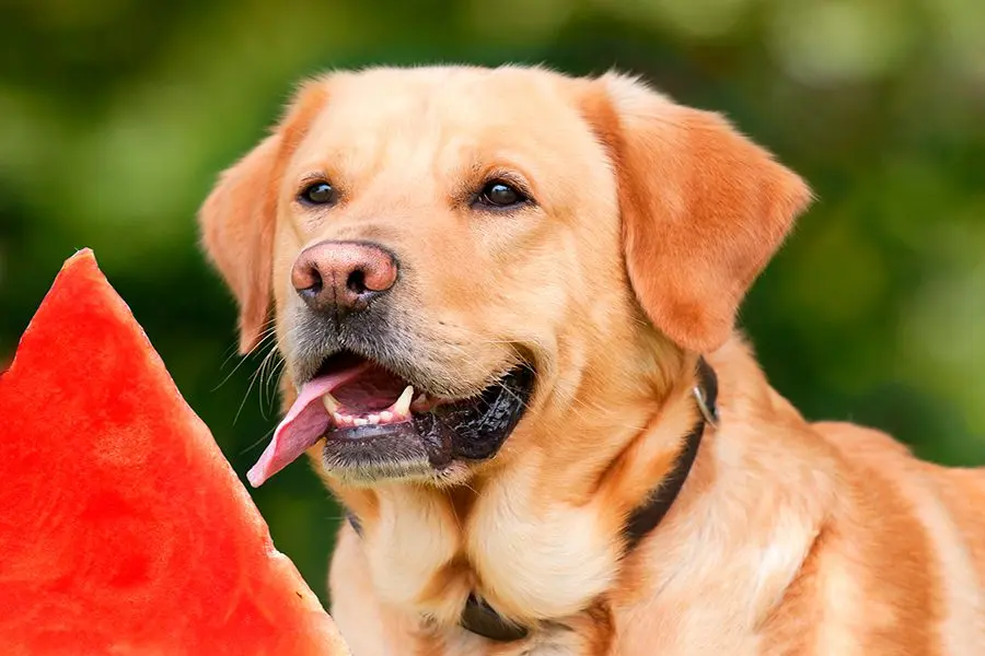 Las Frutas más refrescantes para perros en Verano