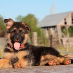 Cómo elegir la mejor comida natural para cachorros