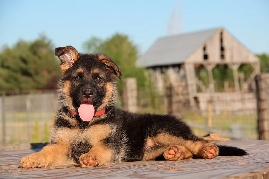 Cómo elegir la mejor comida natural para cachorros