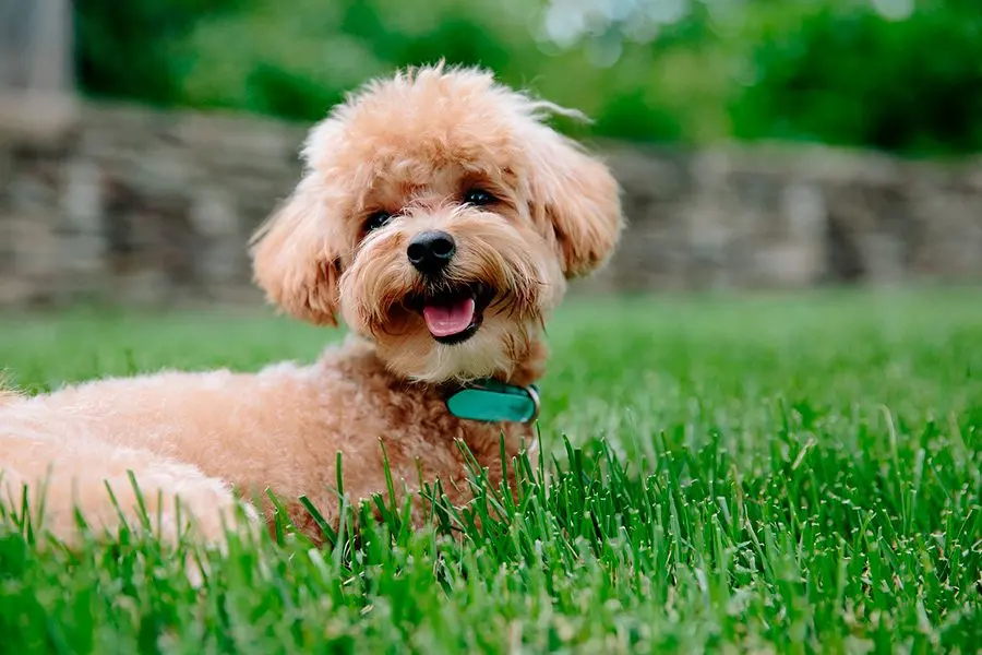 El cuidado responsable de mascotas: Consejos clave