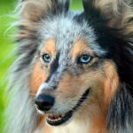 Alimentación ideal: ¿Qué debe comer tu perro?