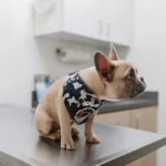 Seguros para mascotas: Guía práctica para proteger su salud y tu bolsillo