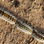 Procesionaria en perros: qué hacer si tu perro entra en contacto con una oruga del pino