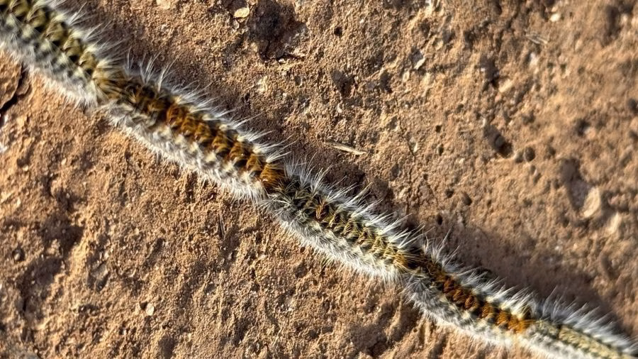 Procesionaria en perros: qué hacer si tu perro entra en contacto con una oruga del pino