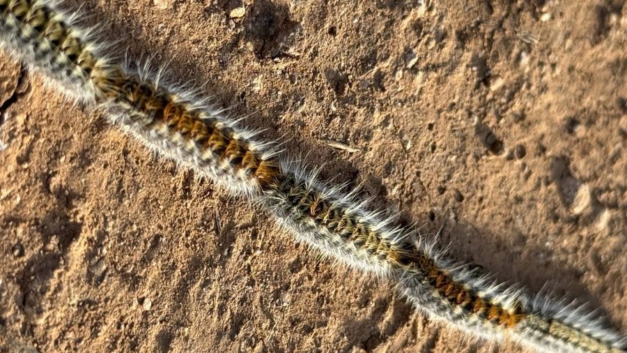 Procesionaria en perros: qué hacer si tu perro entra en contacto con una oruga del pino