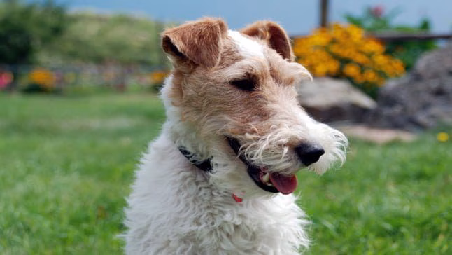 Fox Terrier