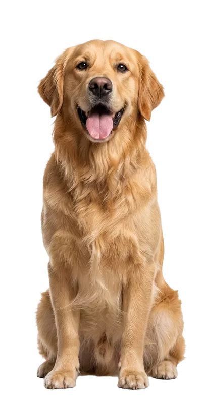 Perro golden retriever feliz