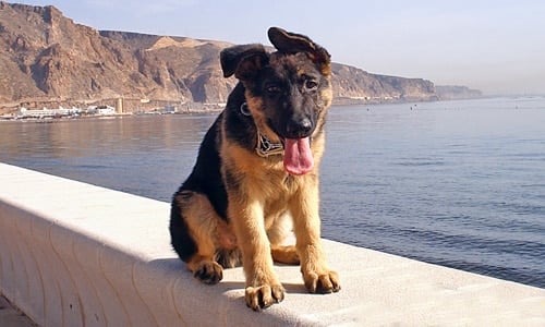 cachorro de pastor alemán en paseo marítimo