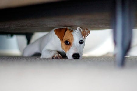 perro escondido bajo la cama