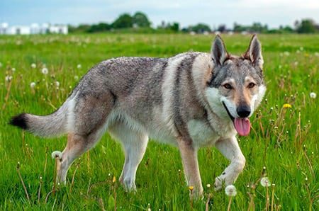 El Perro Lobo Checoslovaco - Los secretos del lobo