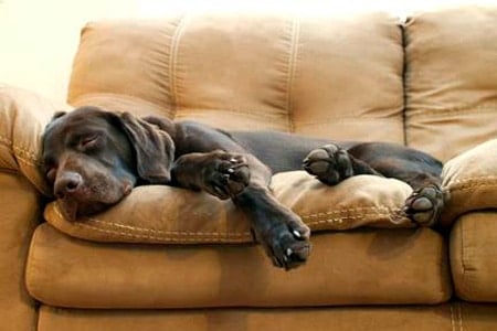 perro durmiendo en el sofá
