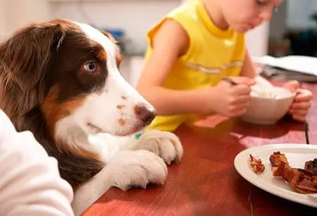 собака ждет еды на столе