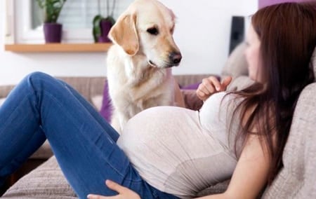 perro con embarazada