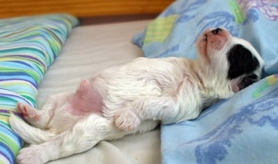 cachorro soñando en cama