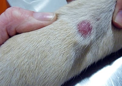 Bloquear Establecimiento Costa Enfermedades cutáneas en perros - Guía completa con fotos