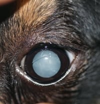 Como Curar La Nube En El Ojo De Un Perro - Noticias Del Perro