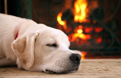 perro durmiendo junto a chimenea