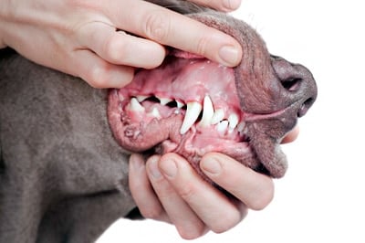 dientes definitivos de un perro