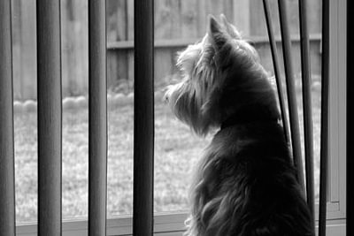 perro mirando por la ventana