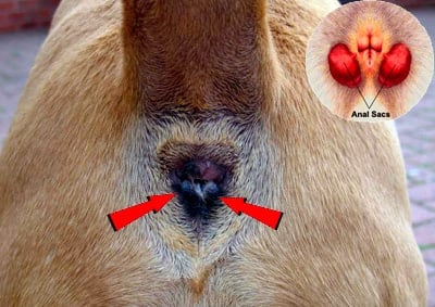 glandulas anales de perro