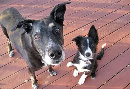 Старшая собака и щенок