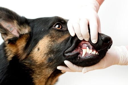 revisión de sarro en la boca de un perro
