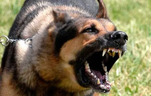 perro enfadado
